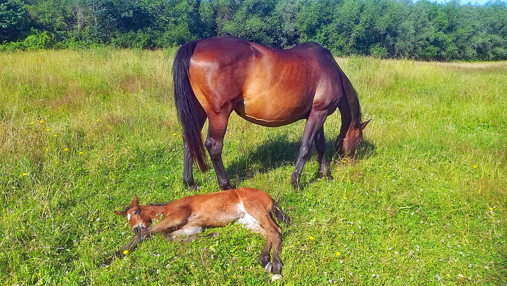 Mutter mit Fohlen
