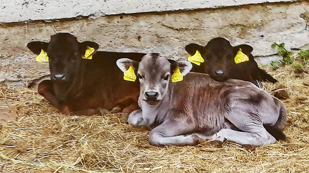drei Kälbchen